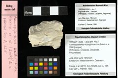 Foto (Objekt + Etiketten) von Ammopylocheles mclaughlinae (Van Bakel et al., 2008) 